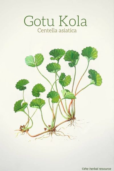 Gotu Kola (Centella asiatica)