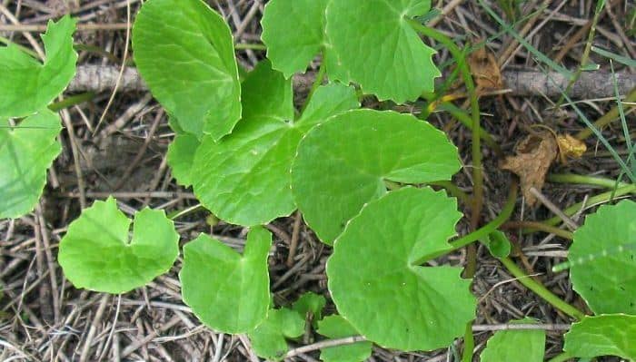 Gotu Kola Leaves