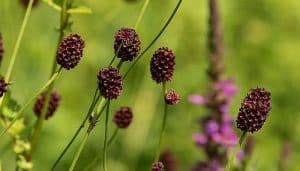 Great Burnet Flowers