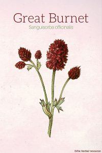 Great Burnet (Sanguisorba officinalis)