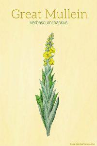 Great Mullein (Verbascum thapsus)