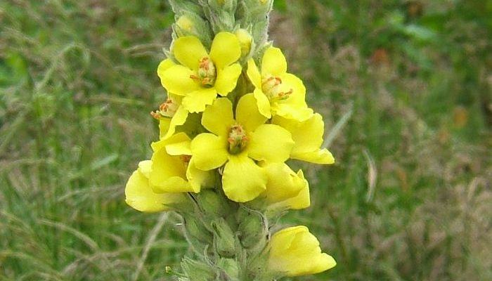 Great Mullein Flowers (Verbascum thapsus)