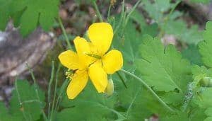 Greater Celandine Flowers (Chelidonium majus)