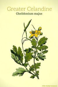 Greater Celandine (Chelidonium majus)