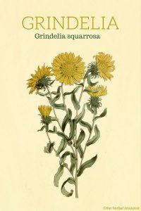 Grindelia squarrosa Herb