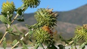 Grindelia squarrosa Flowers