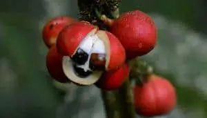 Guarana Fruit
