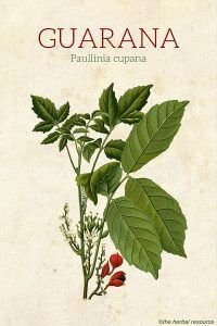 Guarana (Paullinia cupana)