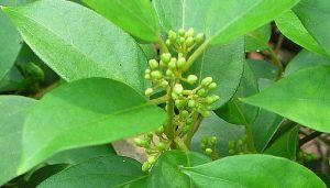 Gymnema Sylvestre Herbal Medicine