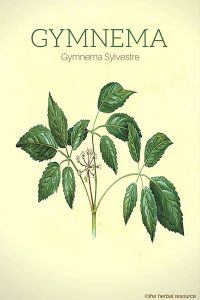 Gymnema Sylvestre - Illustration