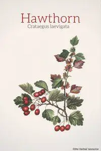 Hawthorn (Crataegus laevigata) - Illustration