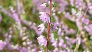 Heather - Medicinal Herb