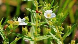 Hedge Hyssop Flowers