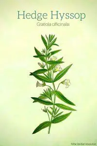 Hedge Hyssop (Gratiola officinalis)