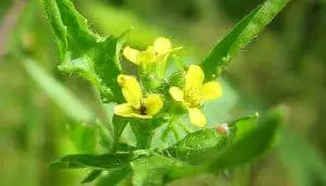 Hedge Mustard Medicinal Plant