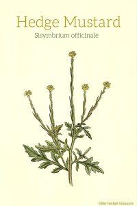 Hedge Mustard (Sisymbrium officinale) - Medicinal Herb