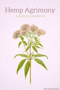 Hemp Agrimony (Eupatorium cannabinum)