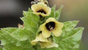 Henbane Flowers