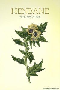 The Herb Henbane (Hyoscyamus niger)