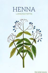 Henna (Lawsonia inermis)