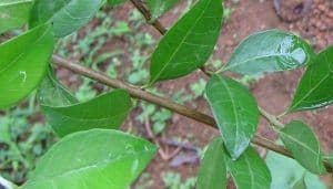 Henna Leaves