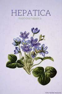 Hepatica (Anemone hepatica)