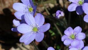 Hepatica Flowers