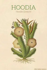 Hoodia Gordonii Herb