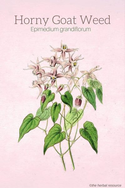 Horny Goat Weed (Epimedium grandiflorum)