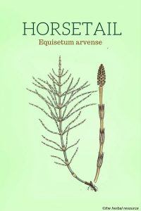 Horsetail (Equisetum arvense)