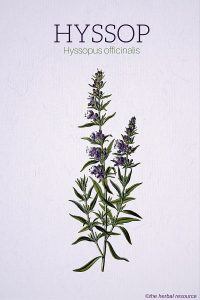 Hyssop (Hyssopus officinalis