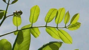 Jamaican Dogwood Leaves