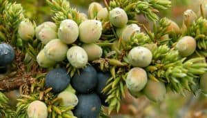 Juniper Berries