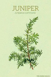 The Herb Juniper (Juniperus communis)