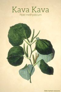 The Herb Kava (Piper methysticum)