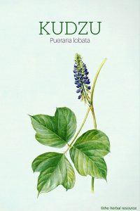 Kudzu (Pueraria lobata)