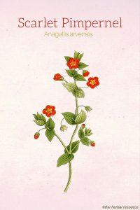 Scarlet Pimpernel (Anagallis arvensis)