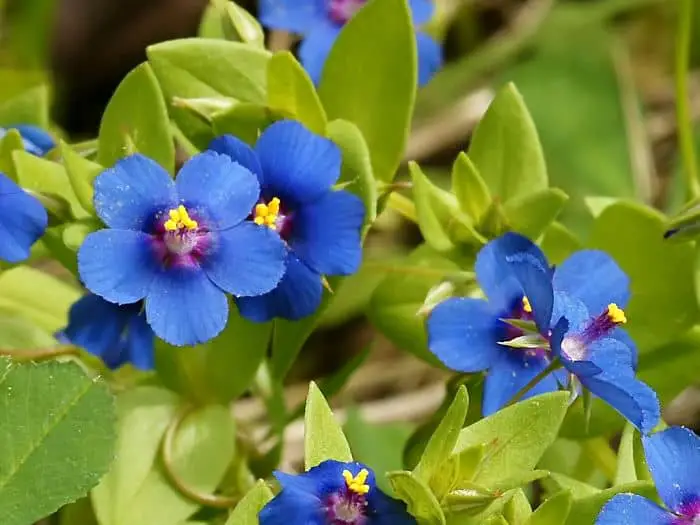 Scarlet Pimpernel Blue Flowers