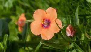 Scarlet Pimpernel Uses And Side Effects As A Medicinal Herb