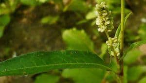 Water Pepper - Medicinal Herb