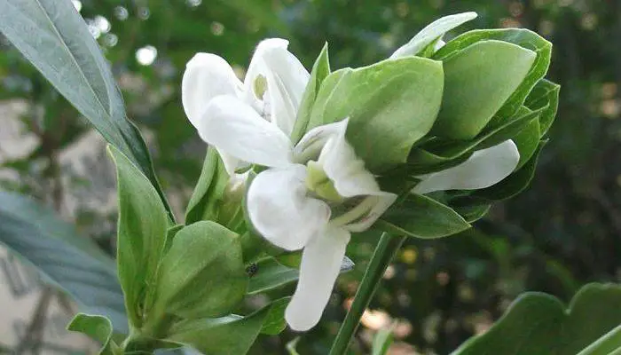 Adhatoda Vasica Flower