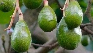 Unripe Avocado Fruits