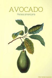 Avocado (Persea americana)