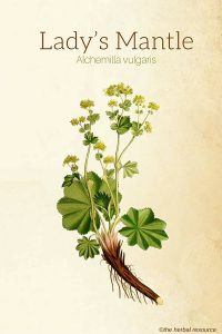 Lady’s Mantle (Alchemilla vulgaris)