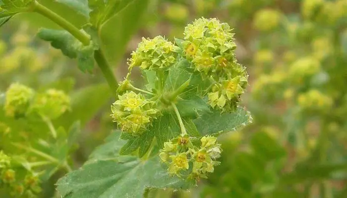Lady’s Mantle Flowers