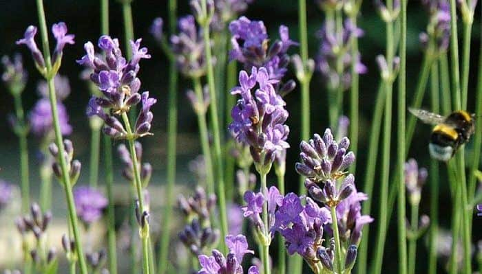 Lavender Flowers