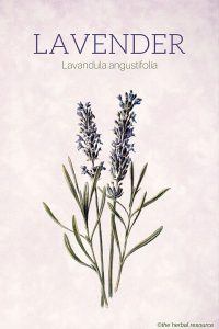 Lavender (Lavandula angustifolia)