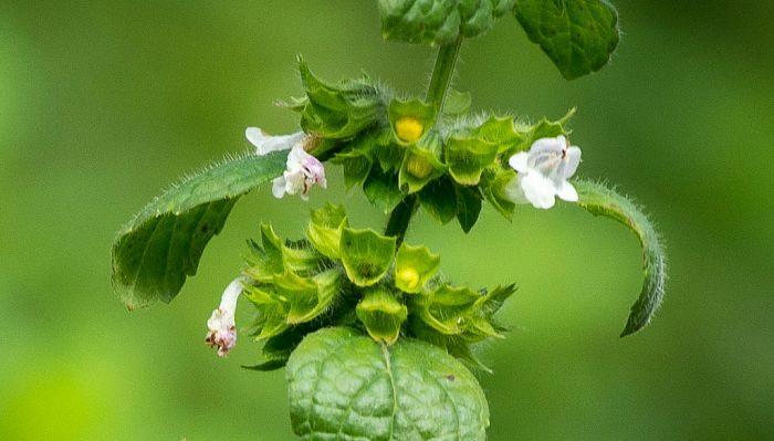 Lemon Balm Flowers