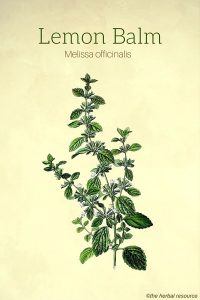 Lemon Balm (Melissa officinalis)