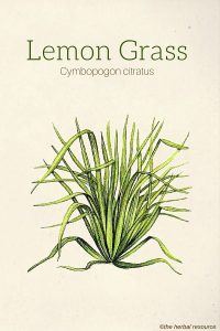 Lemon Grass (Cymbopogon citratus)